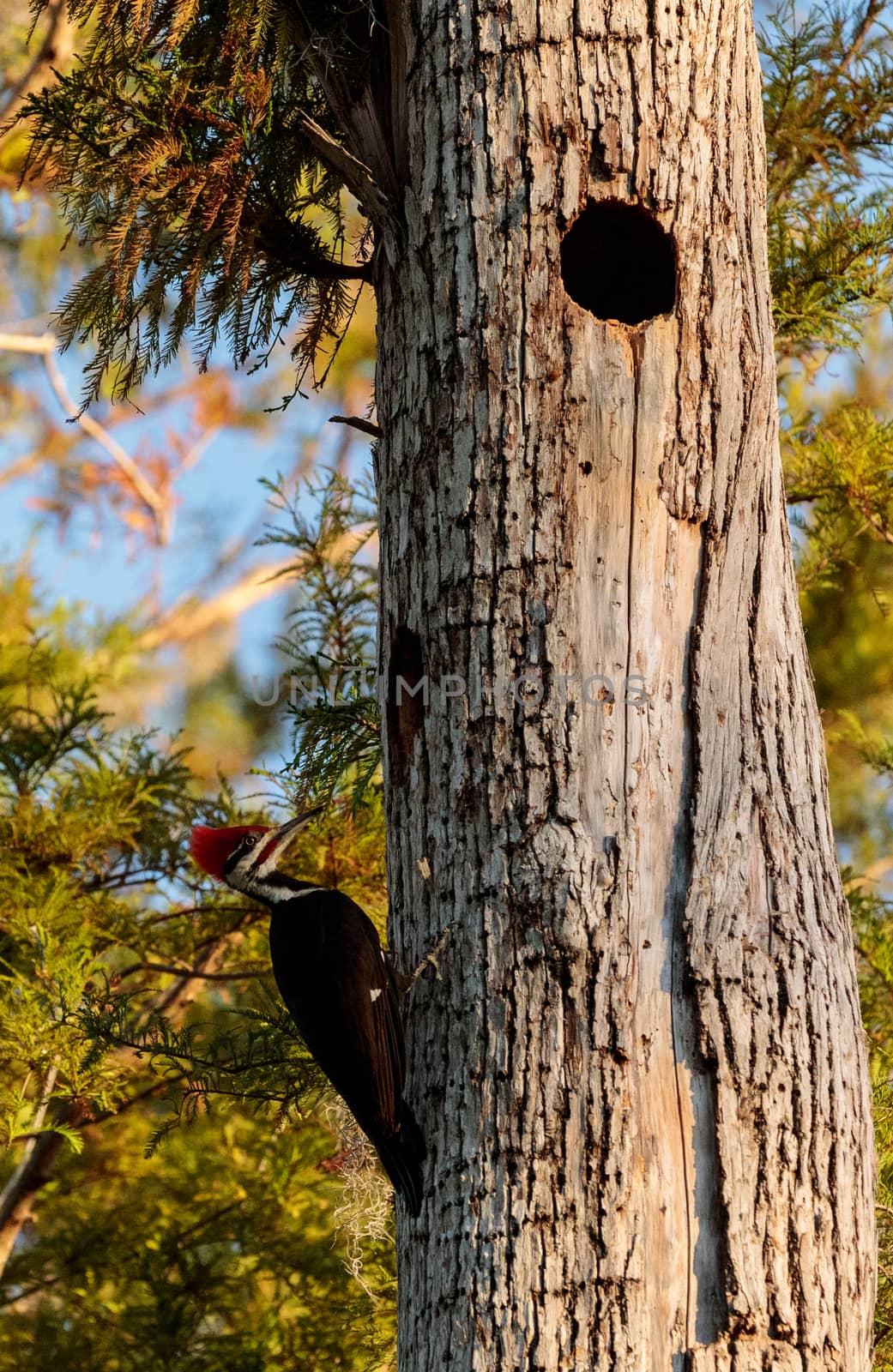 Male pileated woodpecker bird Dryocopus pileatus in the hole of a pine tree at the Corkscrew Swamp Sanctuary in Naples, Florida