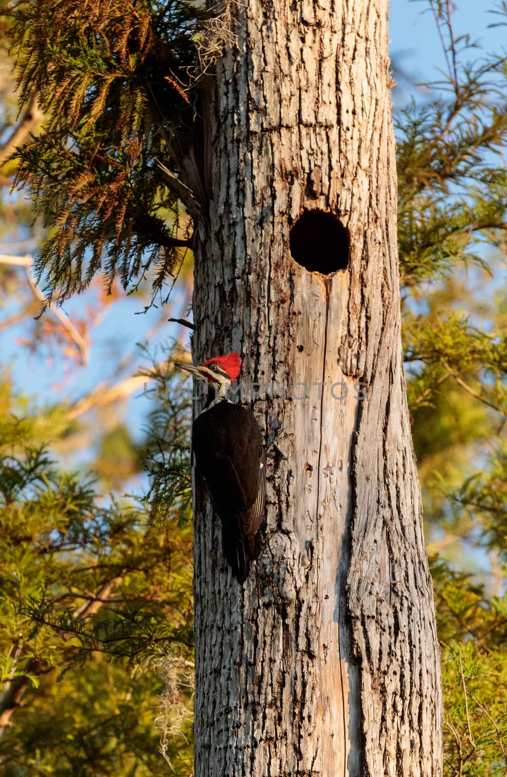 Male pileated woodpecker bird Dryocopus pileatus in the hole of a pine tree at the Corkscrew Swamp Sanctuary in Naples, Florida