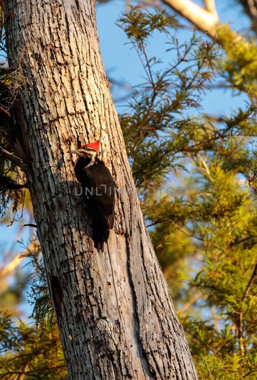 Male pileated woodpecker bird Dryocopus pileatus by steffstarr