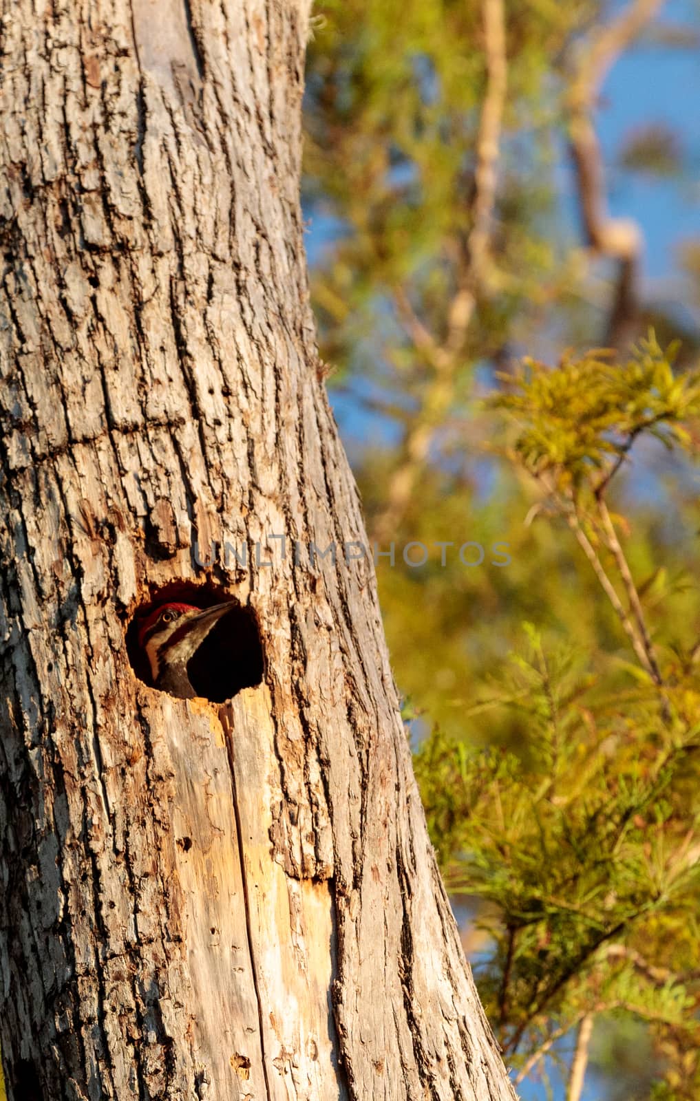 Male pileated woodpecker bird Dryocopus pileatus by steffstarr