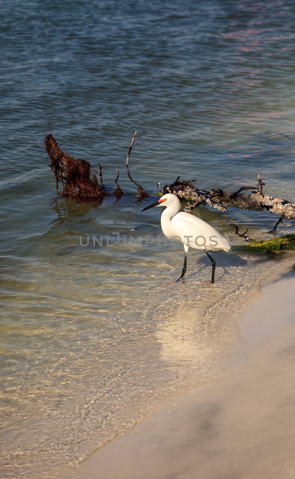 Snowy egret Egretta thula bird hunts for fish in the ocean at Delnor-Wiggins Pass State Park in Naples, Florida