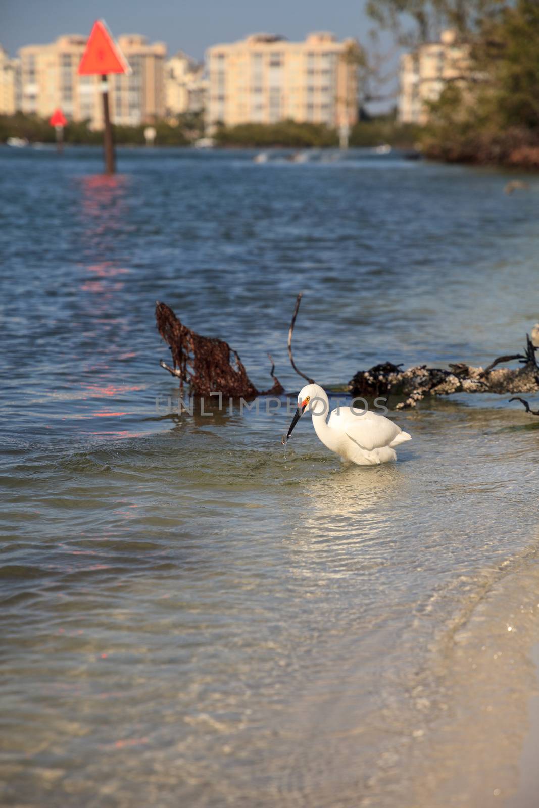 Snowy egret Egretta thula bird hunts for fish in the ocean at Delnor-Wiggins Pass State Park in Naples, Florida