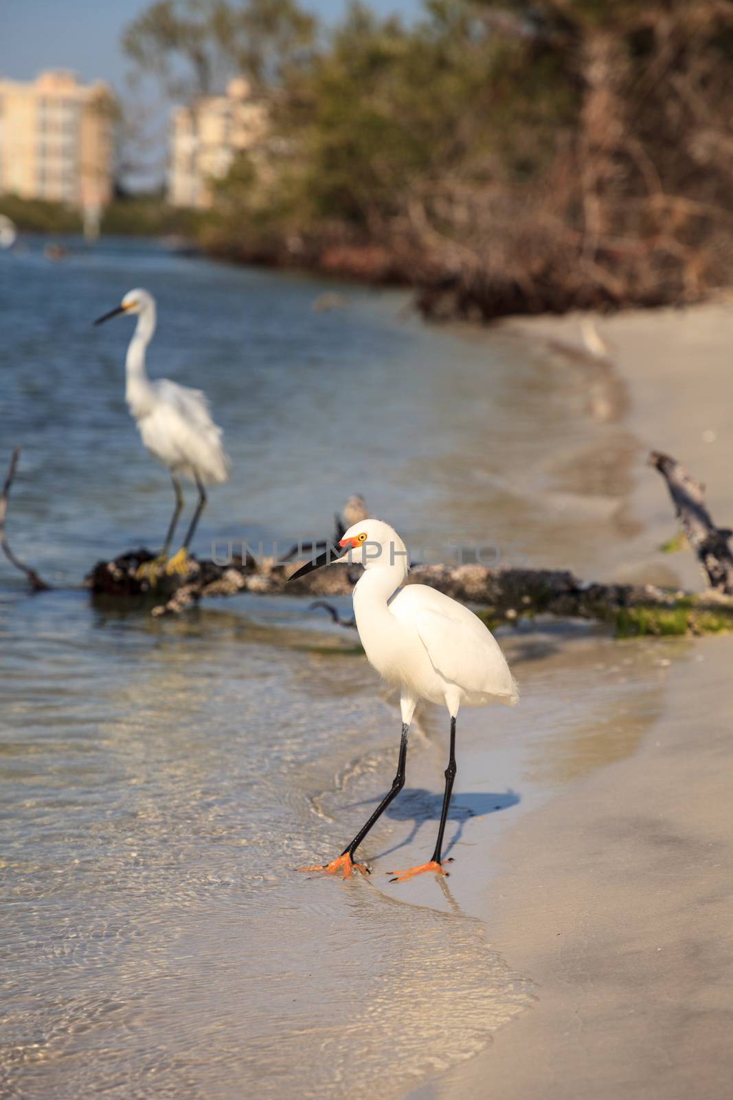 Snowy egret Egretta thula bird hunts for fish by steffstarr