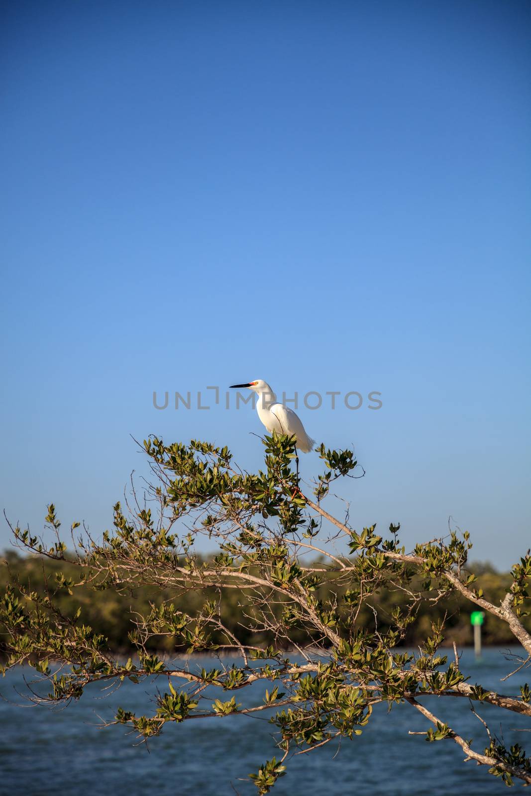 Snowy egret Egretta thula bird hunts for fish by steffstarr