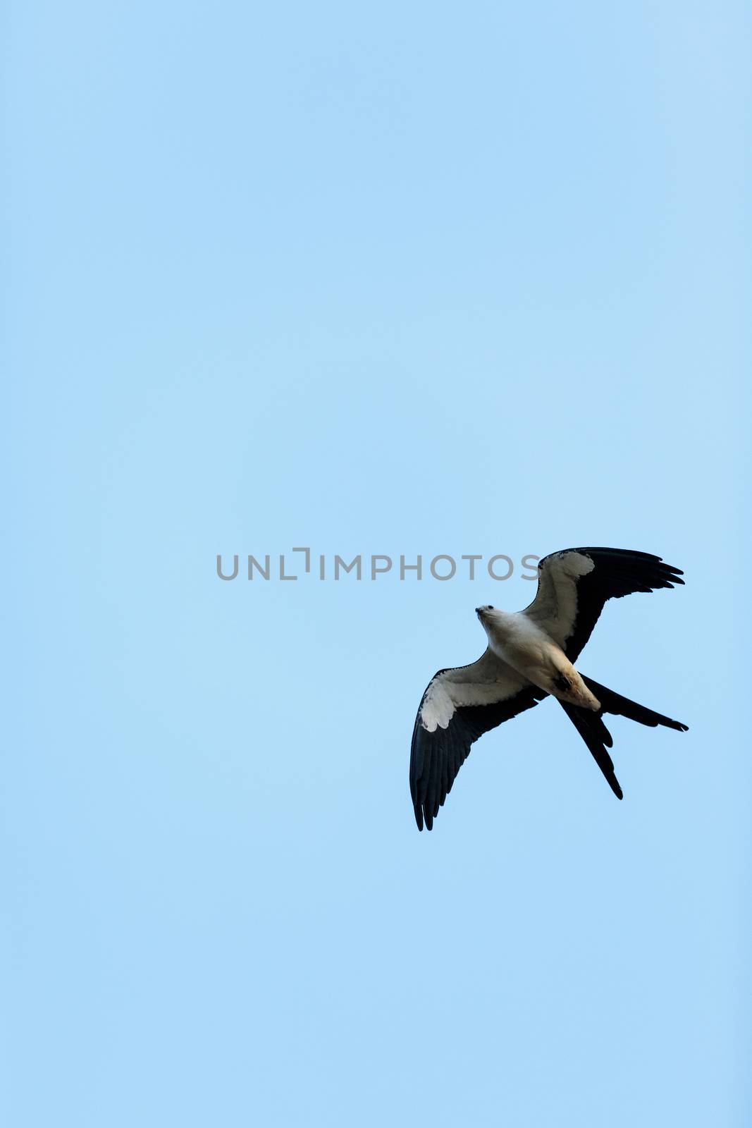 Swallow-tailed kite builds a nest in the Corkscrew Swamp Sanctuary of Naples, Florida