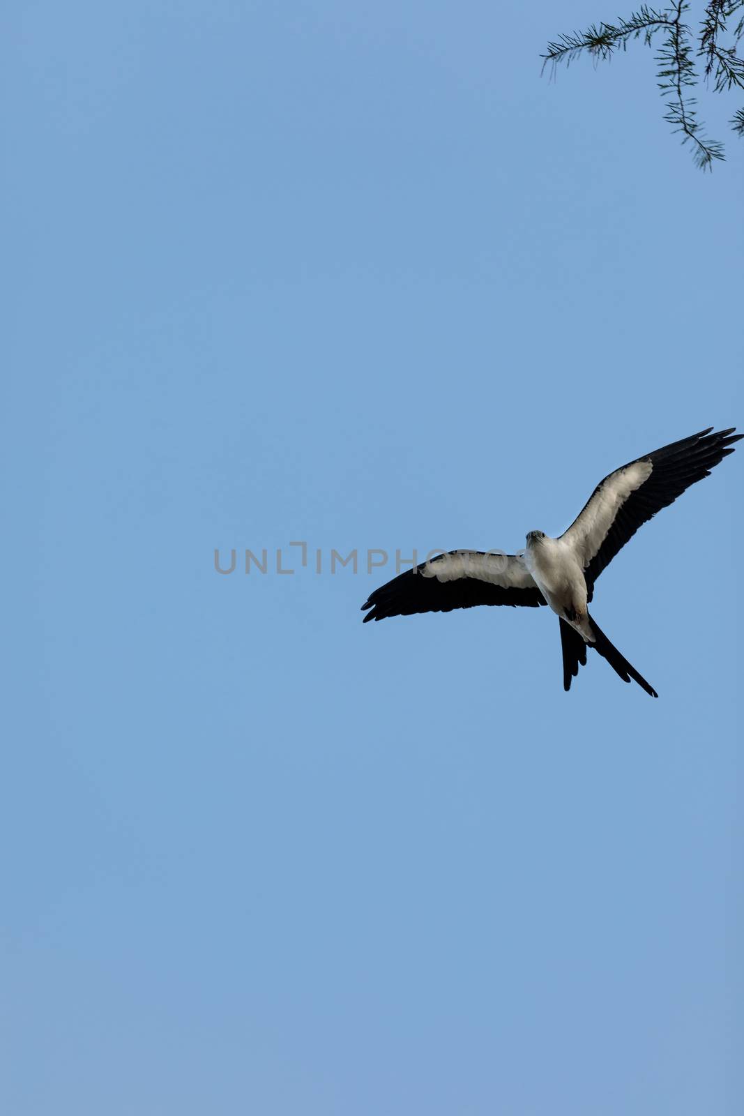 Swallow-tailed kite builds a nest in the Corkscrew Swamp Sanctuary of Naples, Florida