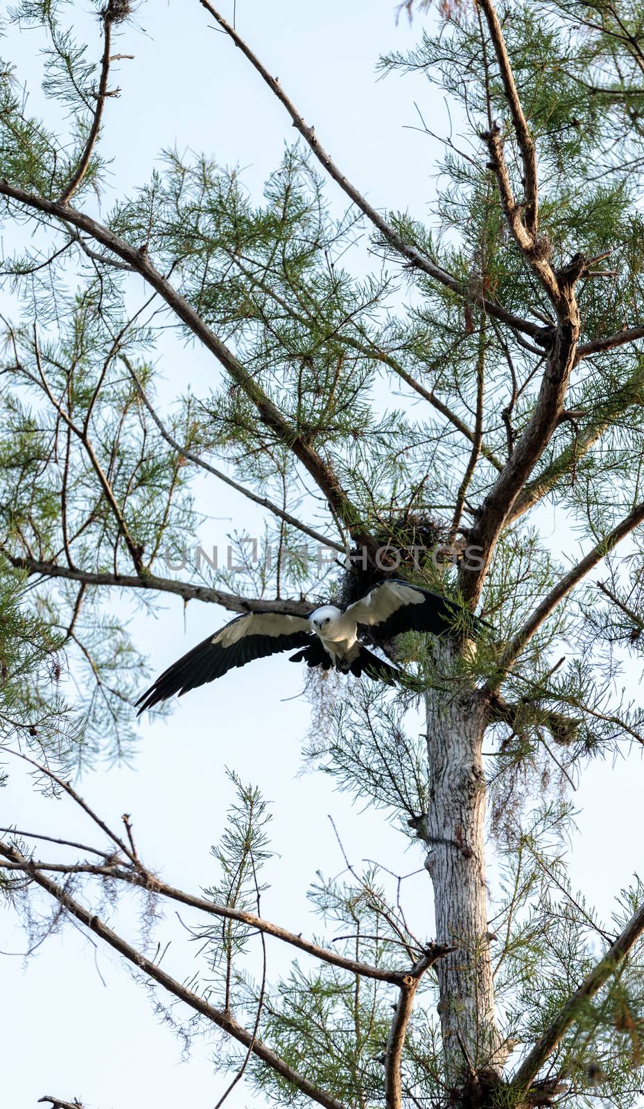 Swallow-tailed kite builds a nest by steffstarr