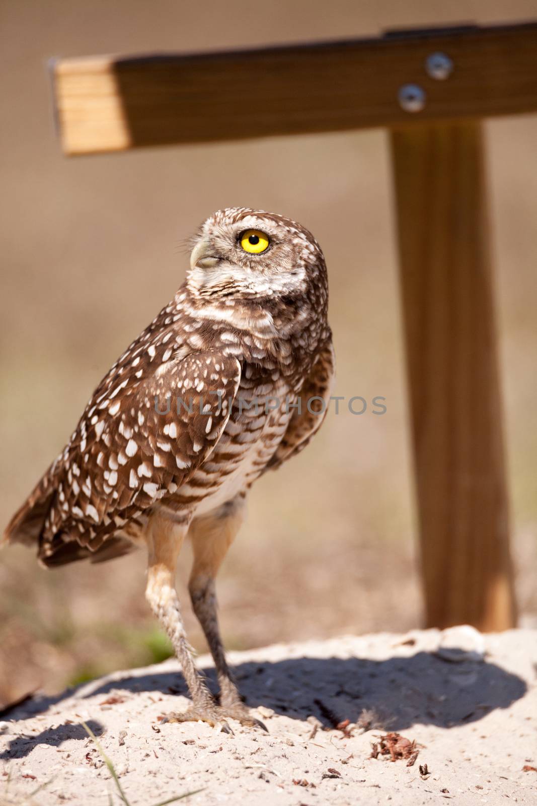 Burrowing owl Athene cunicularia perched outside its burrow on Marco Island, Florida