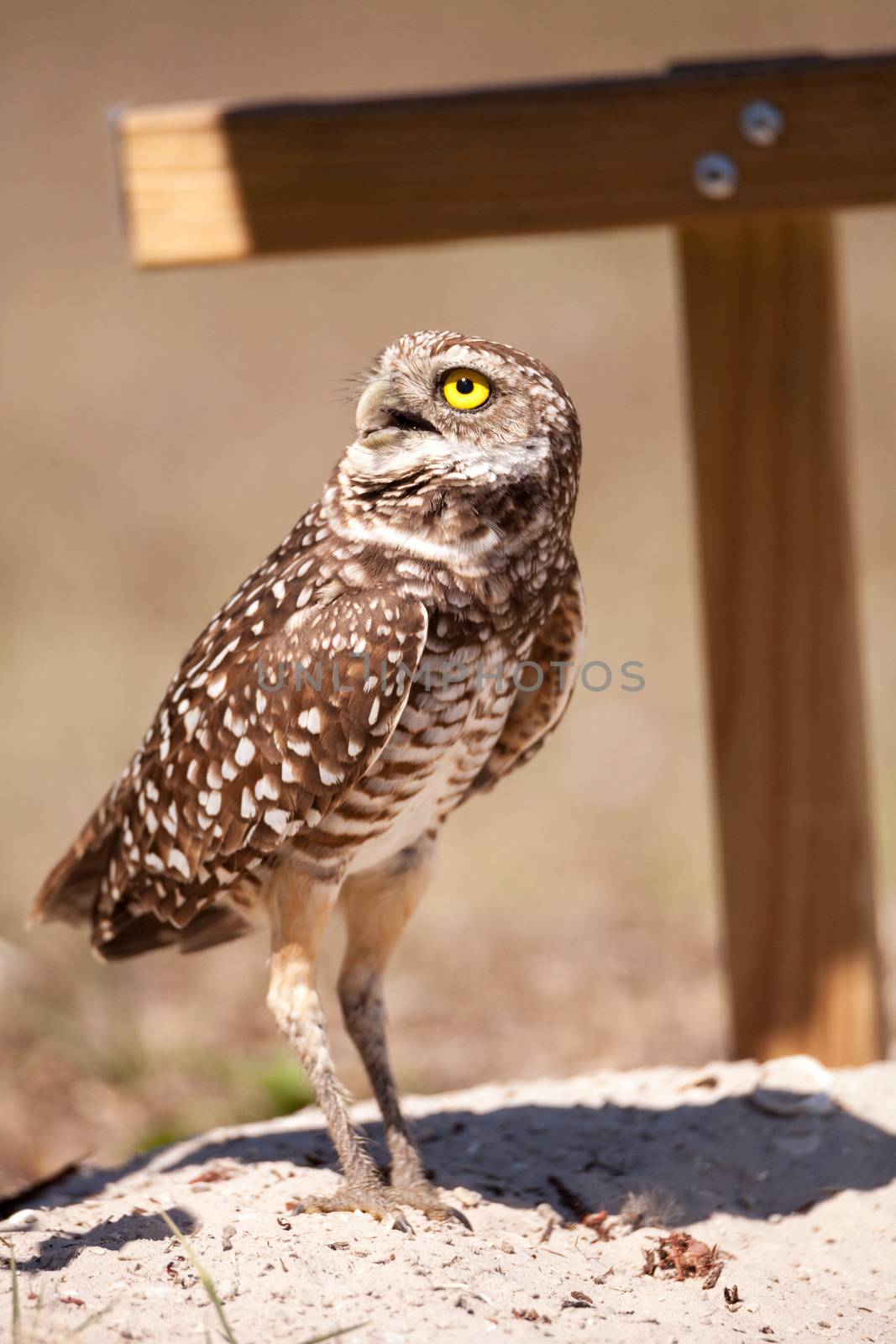 Burrowing owl Athene cunicularia perched outside its burrow on Marco Island, Florida