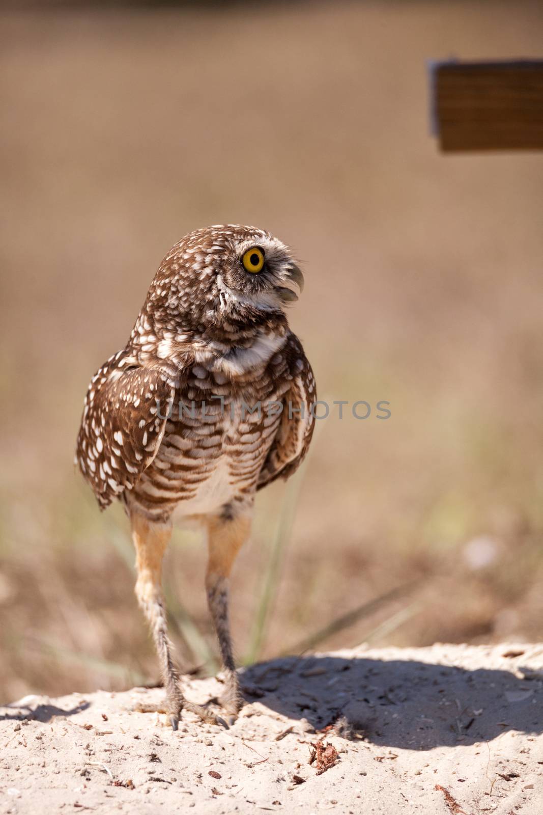 Burrowing owl Athene cunicularia by steffstarr