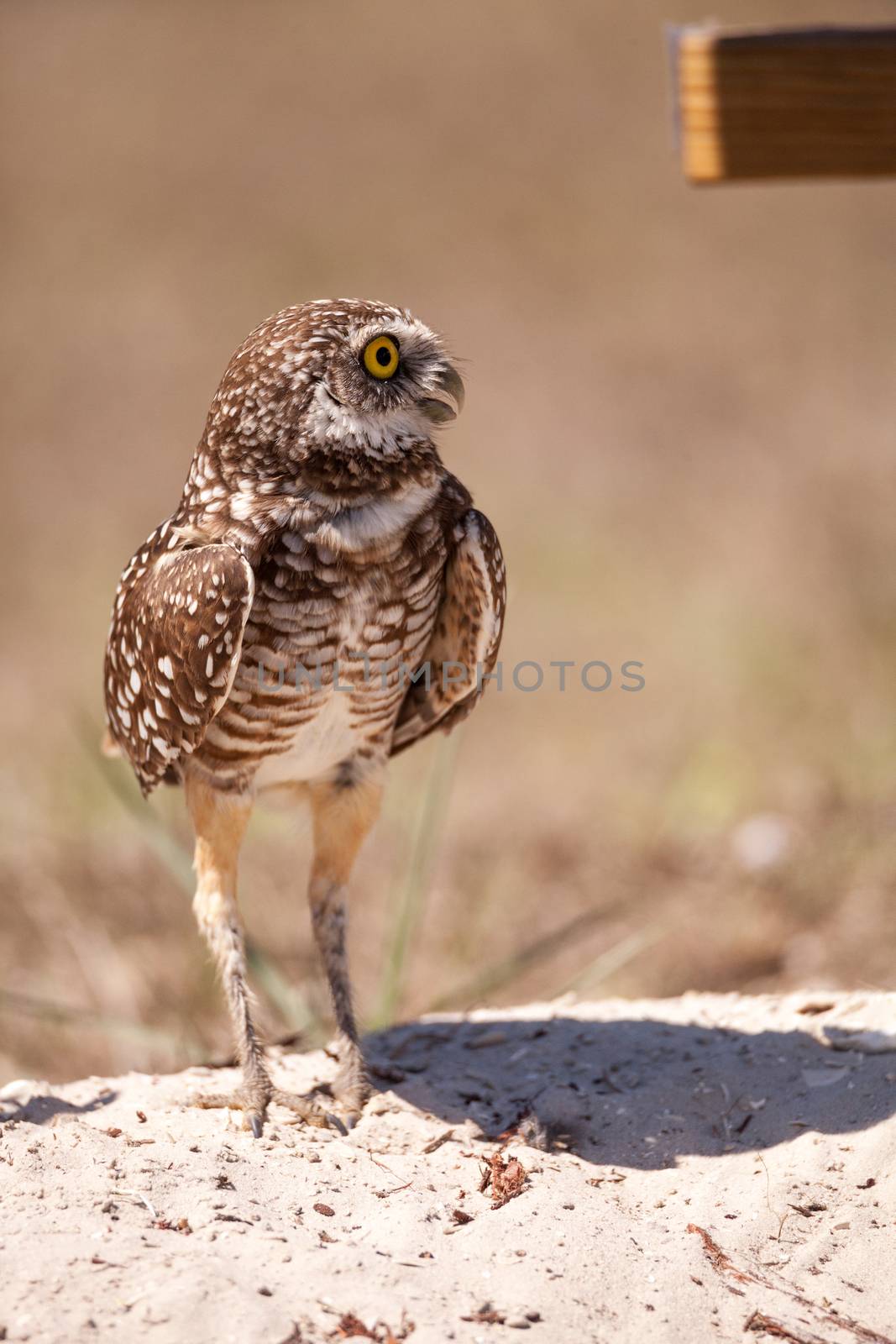 Burrowing owl Athene cunicularia perched outside its burrow on Marco Island, Florida