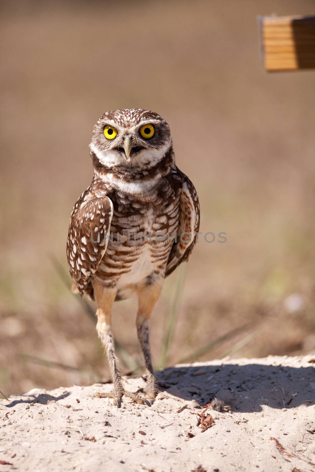 Burrowing owl Athene cunicularia by steffstarr