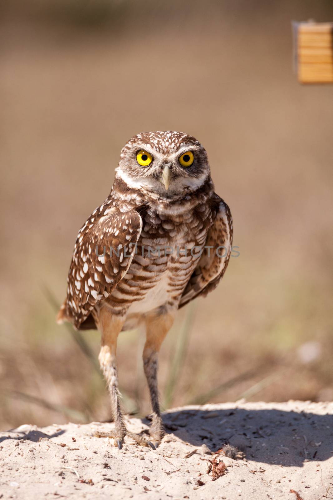 Burrowing owl Athene cunicularia perched outside its burrow on Marco Island, Florida