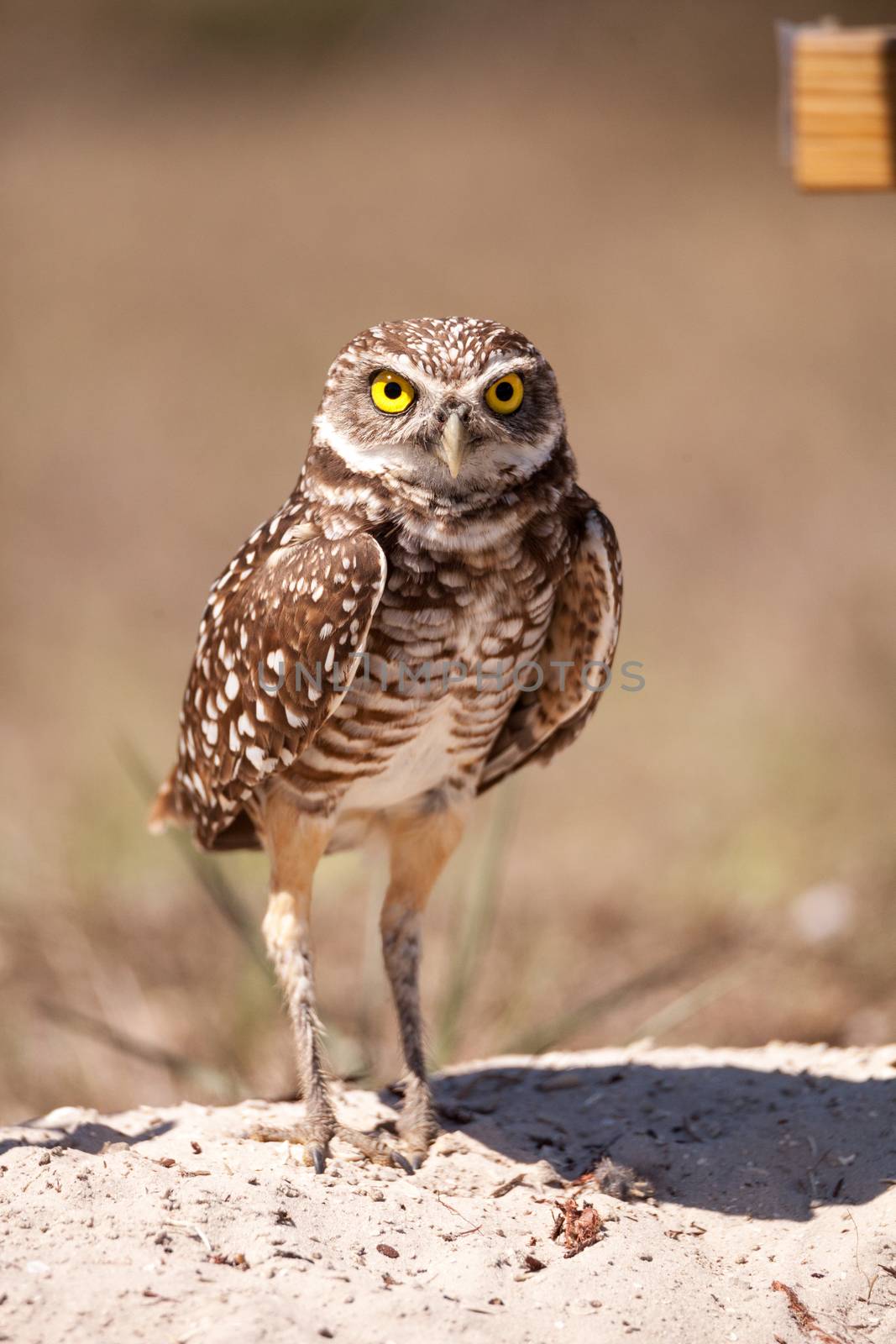 Burrowing owl Athene cunicularia by steffstarr