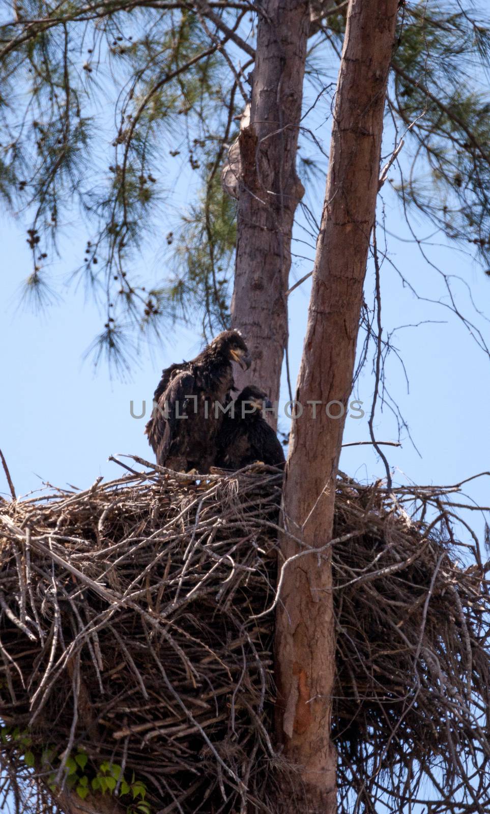 Juvenile bald eagle birds Haliaeetus leucocephalus in a nest on Marco Island, Florida in the winter.