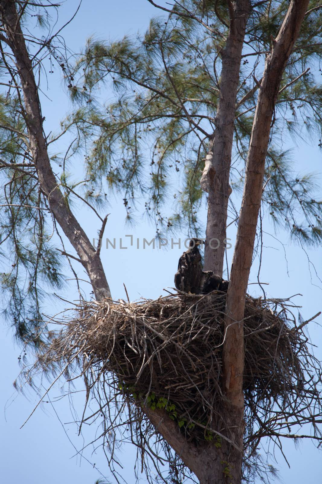 Juvenile bald eagle birds Haliaeetus leucocephalus in a nest on Marco Island, Florida in the winter.