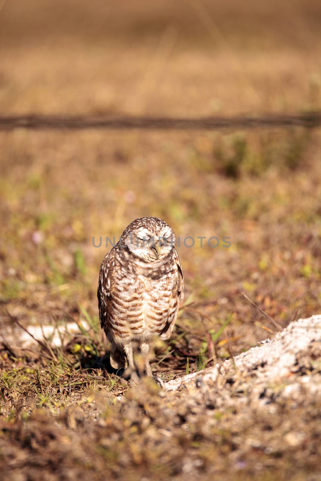 Burrowing owl Athene cunicularia perched outside its burrow on Marco Island, Florida