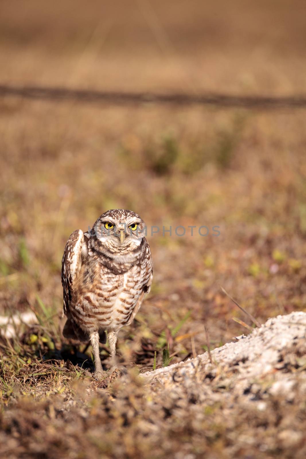 Burrowing owl Athene cunicularia perched outside its burrow on Marco Island, Florida