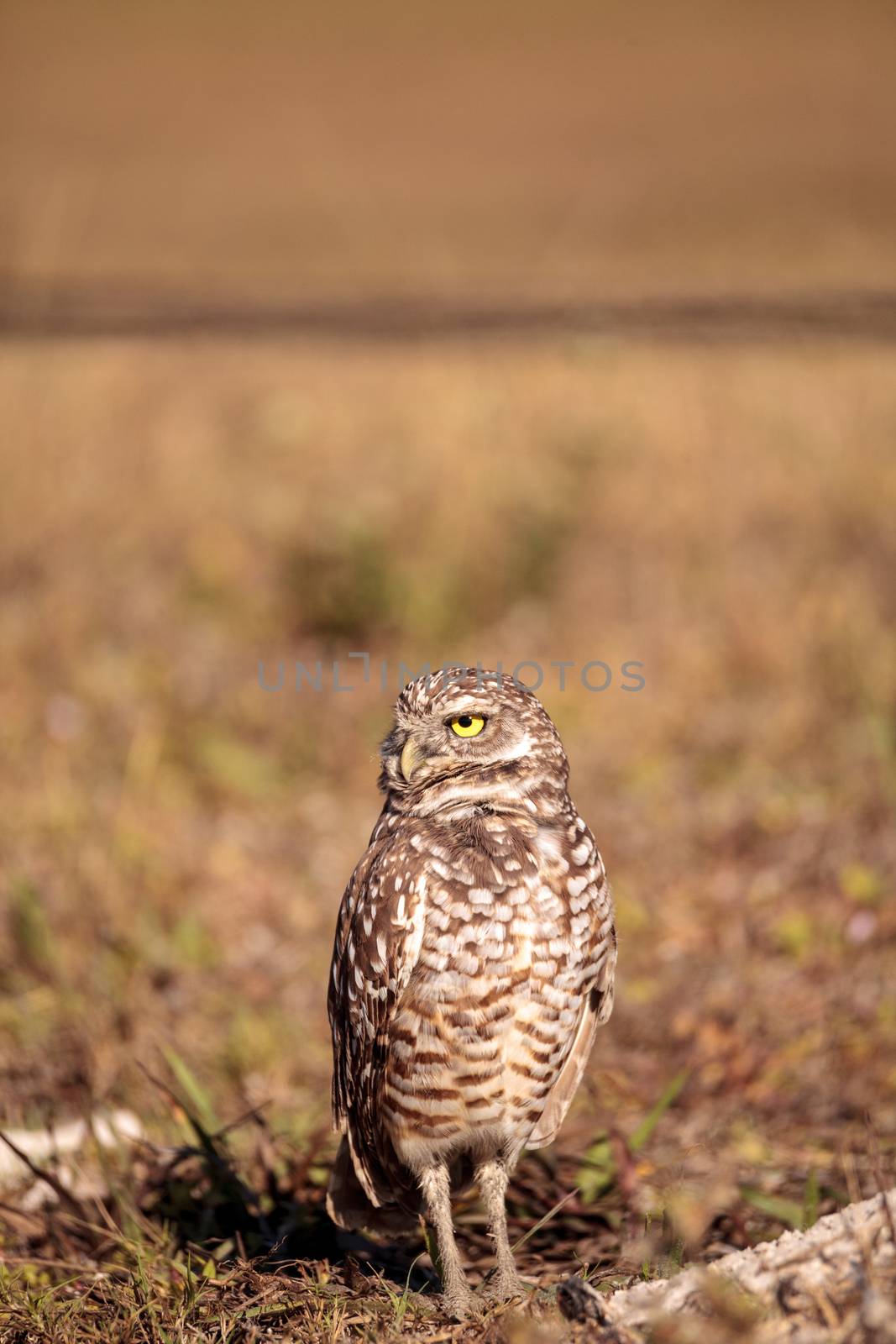 Burrowing owl Athene cunicularia perched outside its burrow by steffstarr