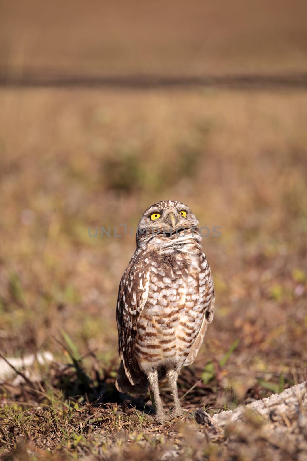 Burrowing owl Athene cunicularia perched outside its burrow on Marco Island, Florida