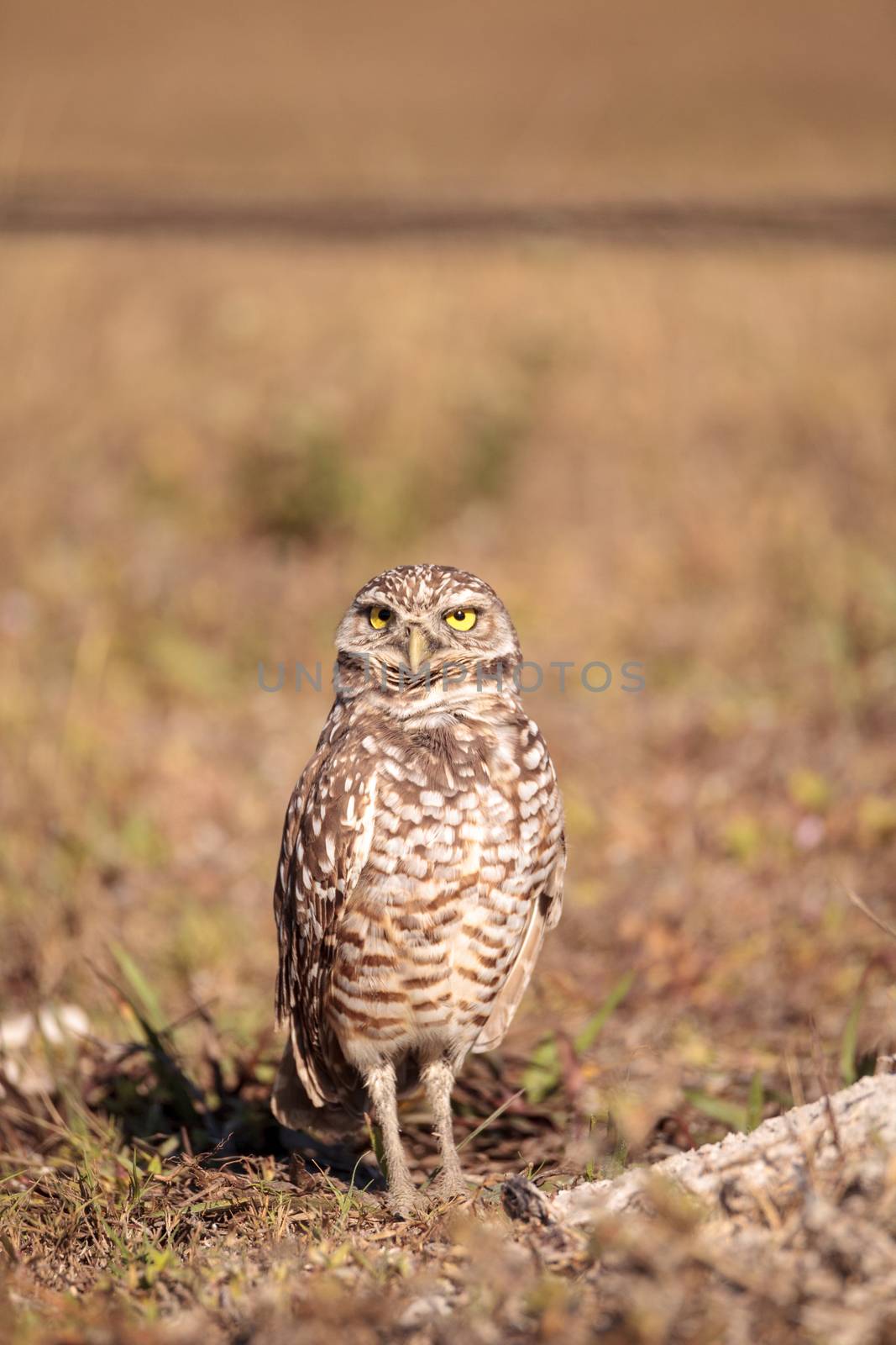 Burrowing owl Athene cunicularia perched outside its burrow on Marco Island, Florida