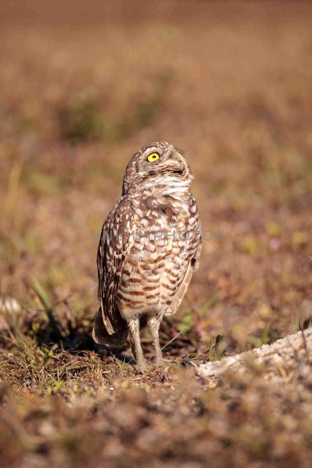 Burrowing owl Athene cunicularia perched outside its burrow on Marco Island, Florida