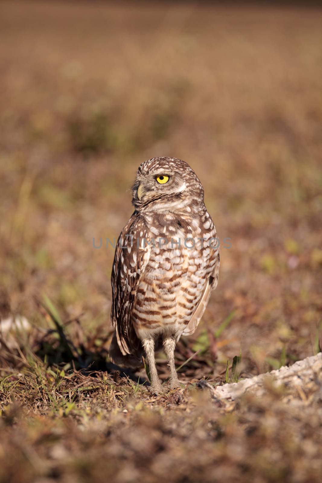 Burrowing owl Athene cunicularia perched outside its burrow by steffstarr