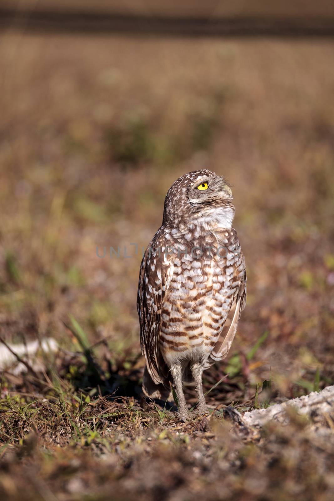Burrowing owl Athene cunicularia perched outside its burrow by steffstarr