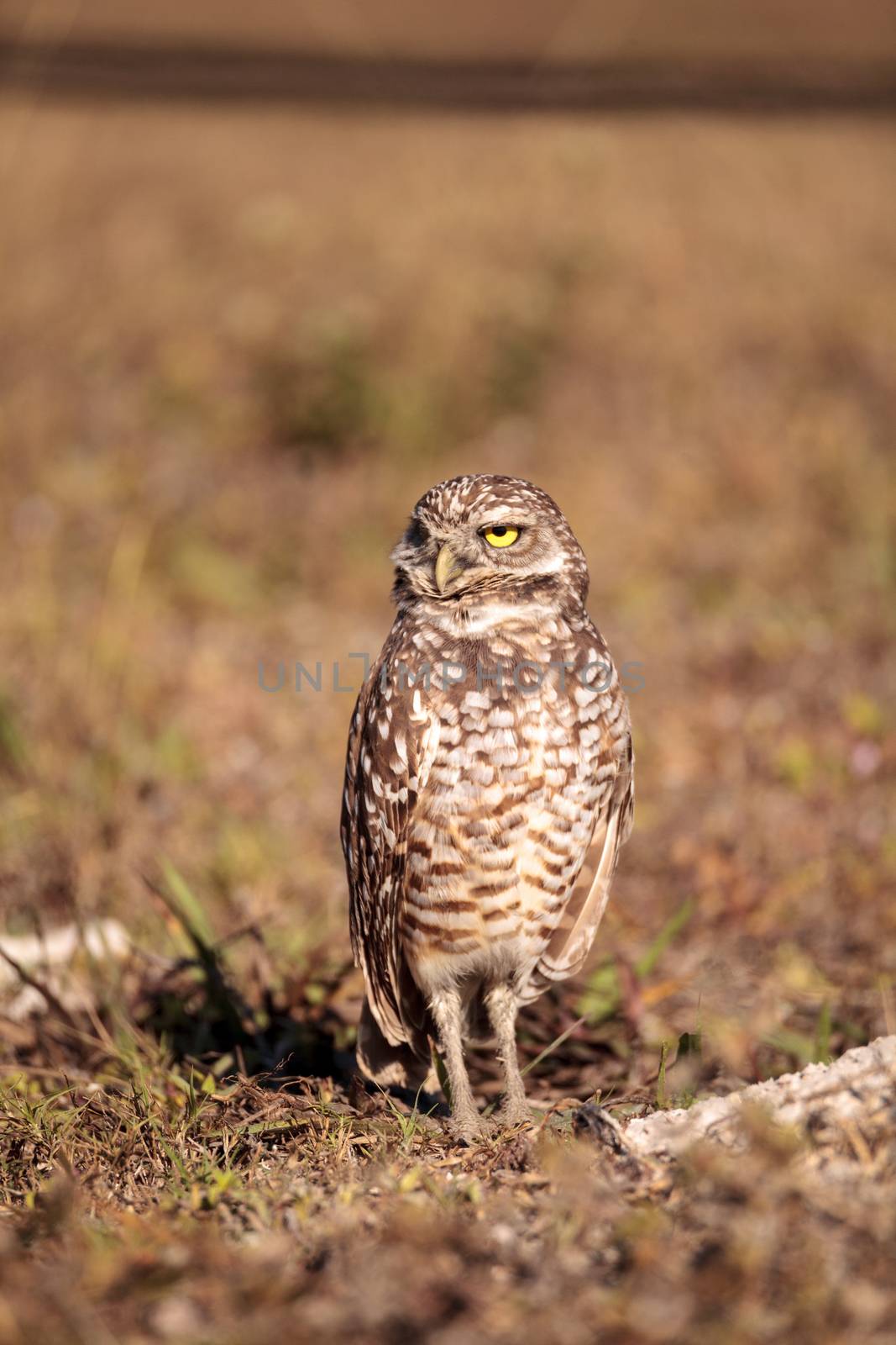 Burrowing owl Athene cunicularia perched outside its burrow by steffstarr