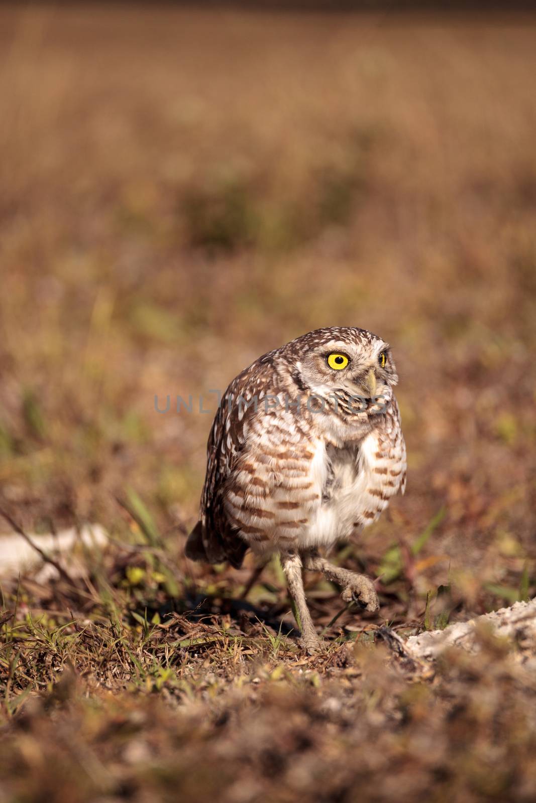 Burrowing owl Athene cunicularia perched outside its burrow by steffstarr