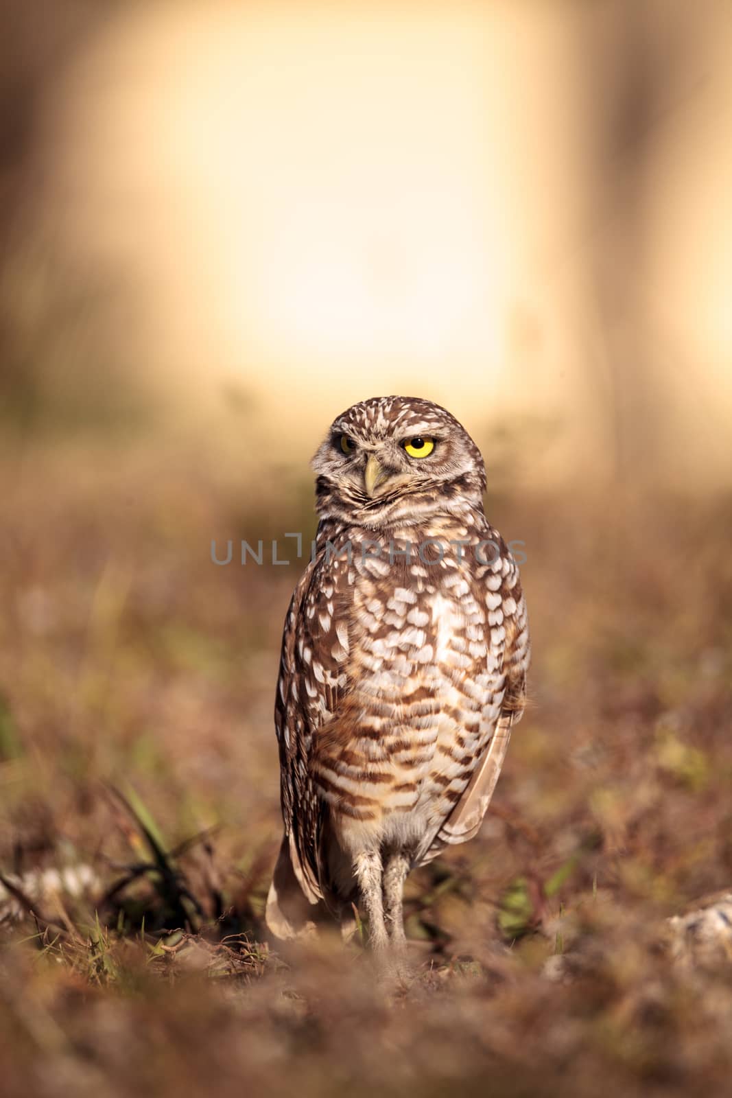 Burrowing owl Athene cunicularia perched outside its burrow on Marco Island, Florida