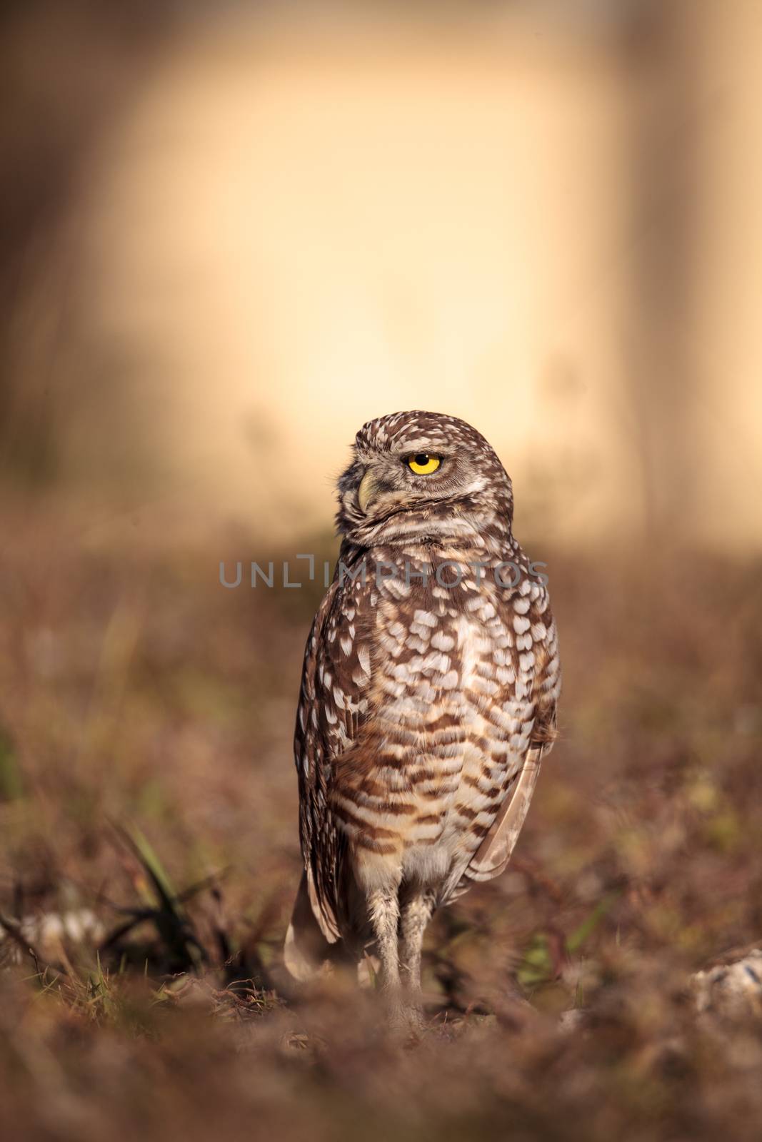 Burrowing owl Athene cunicularia perched outside its burrow on Marco Island, Florida