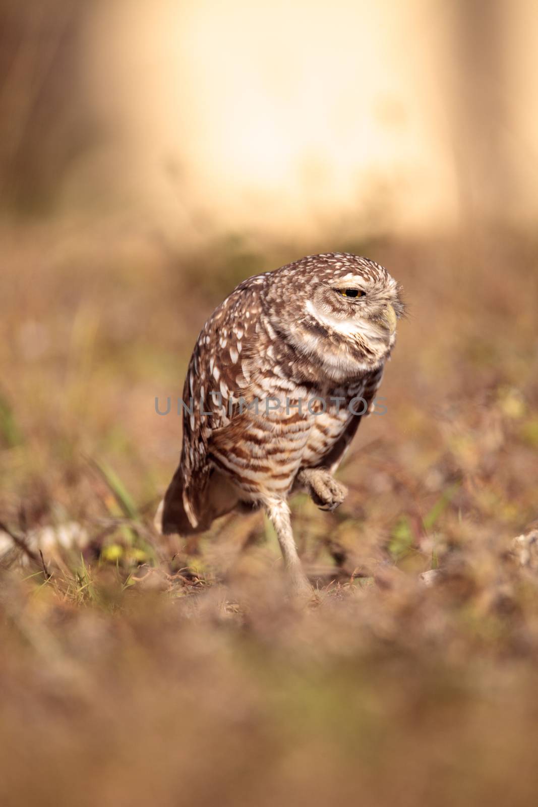 Burrowing owl Athene cunicularia perched outside its burrow on Marco Island, Florida