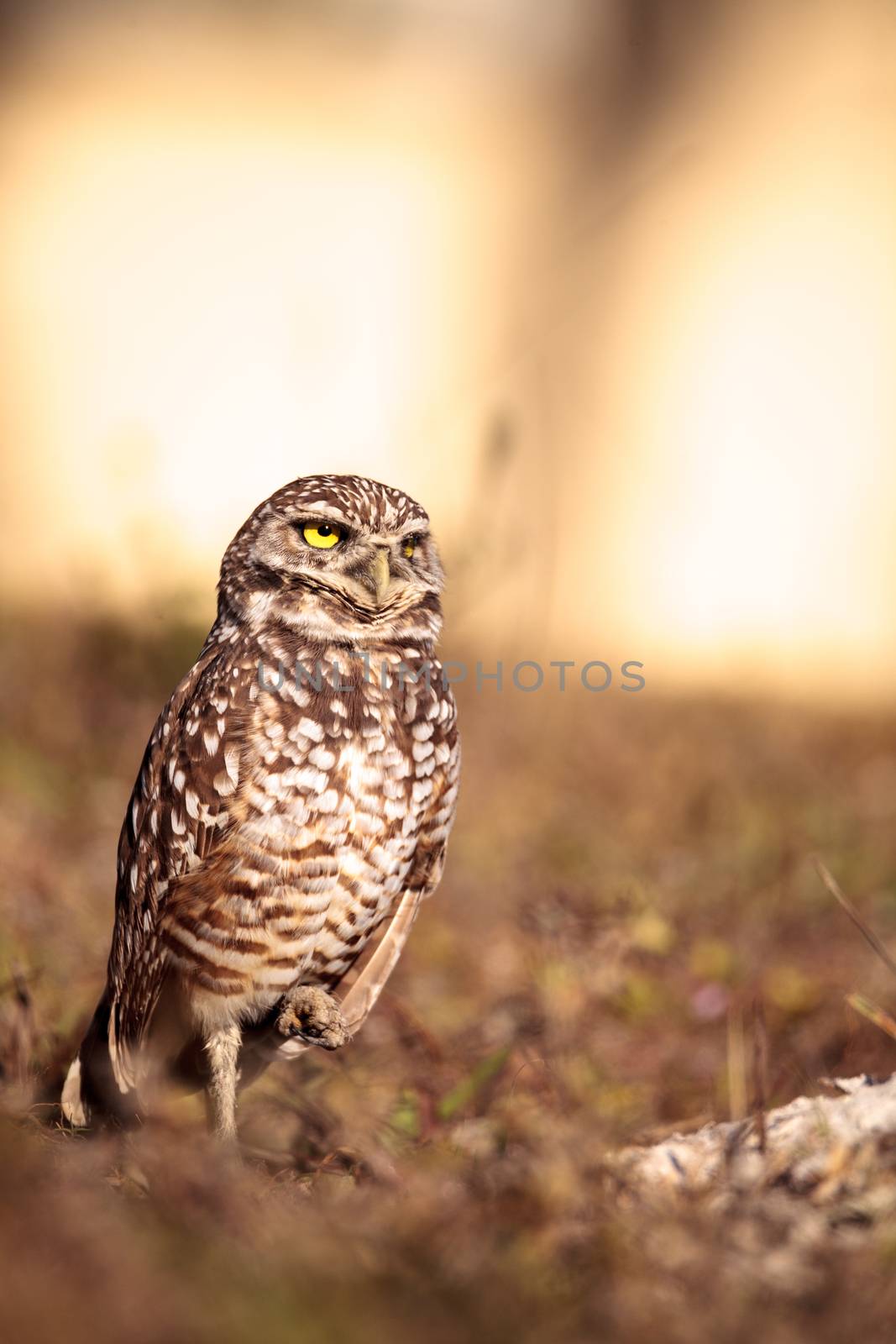 Burrowing owl Athene cunicularia perched outside its burrow on Marco Island, Florida