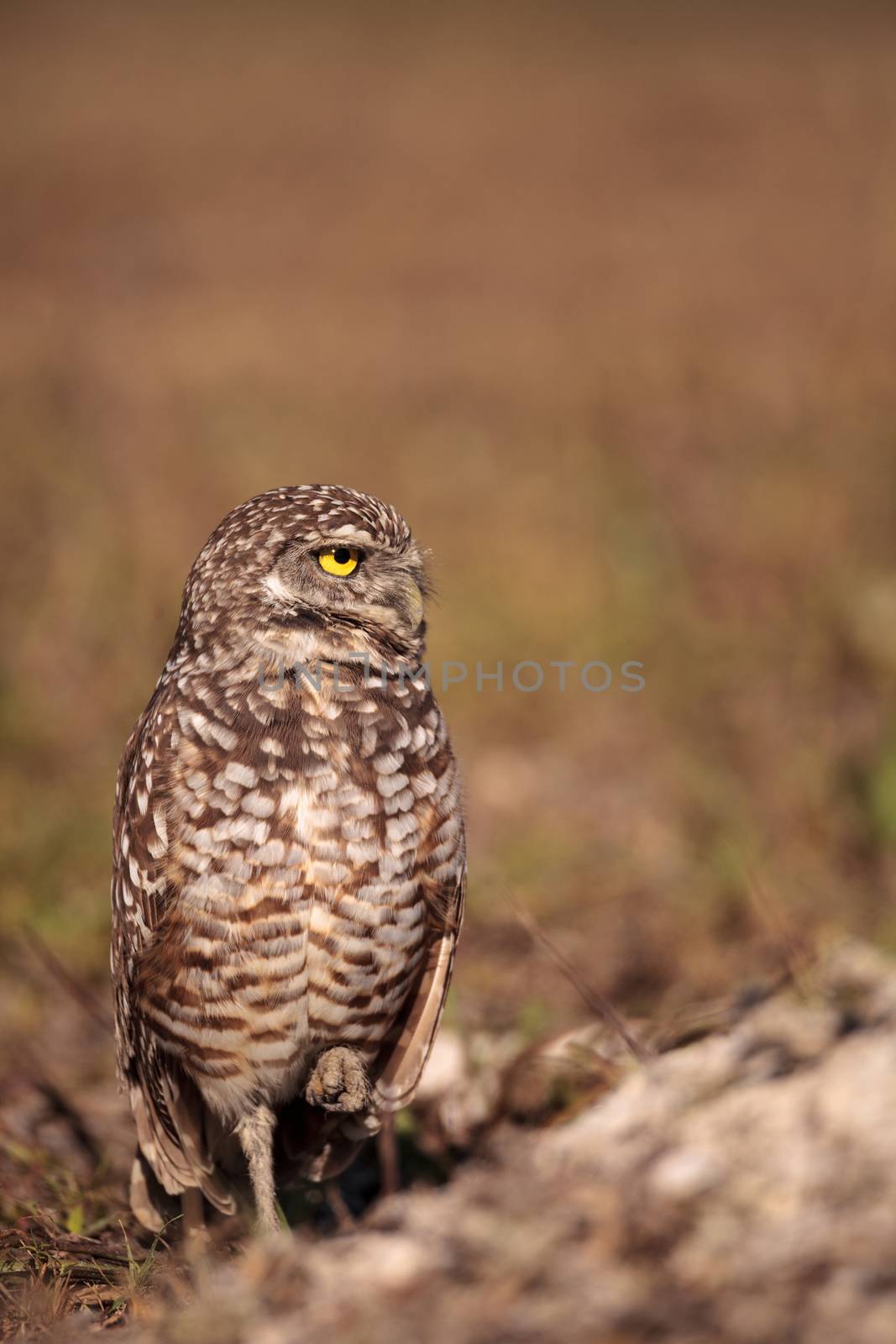 Burrowing owl Athene cunicularia perched outside its burrow on Marco Island, Florida