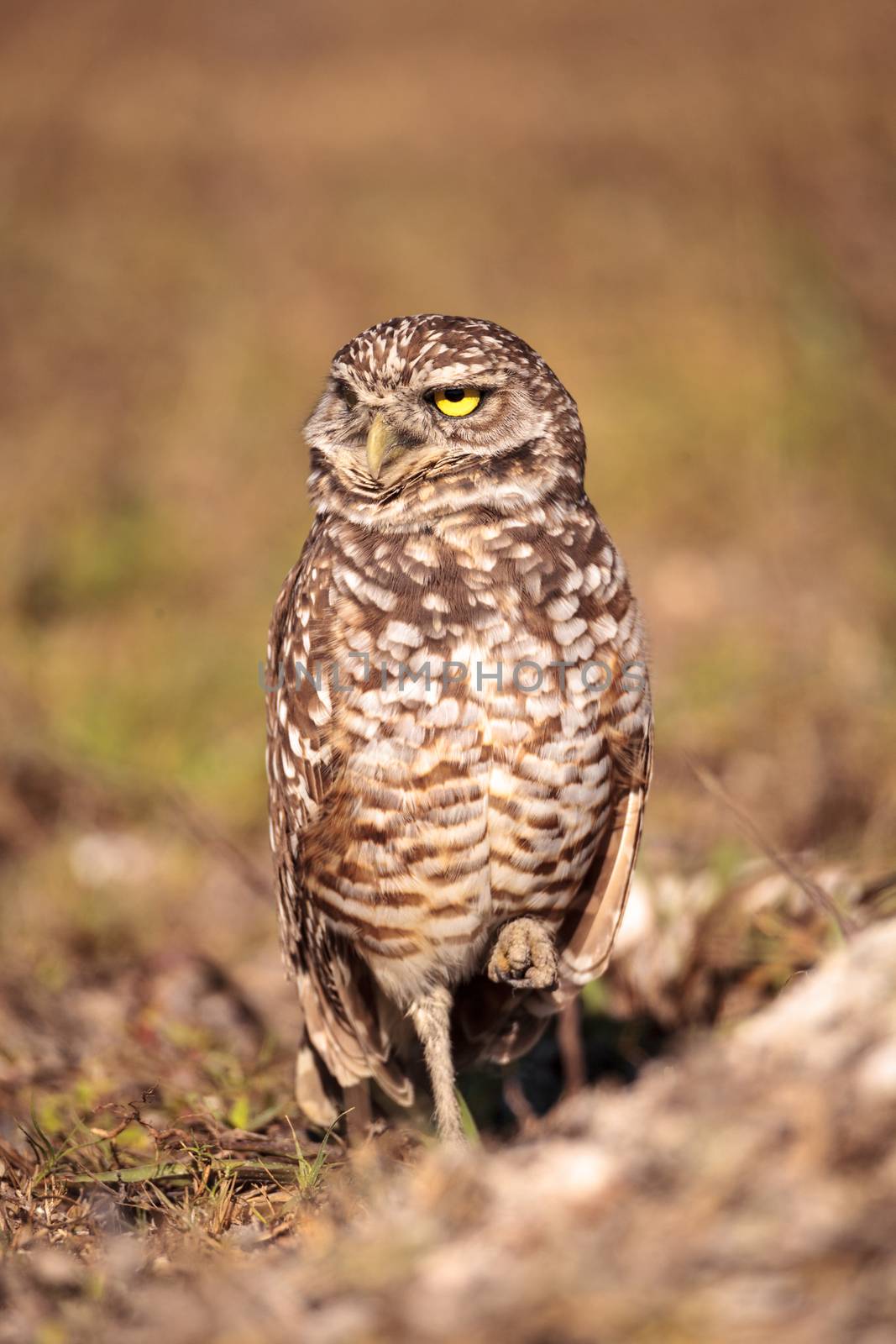 Burrowing owl Athene cunicularia perched outside its burrow on Marco Island, Florida