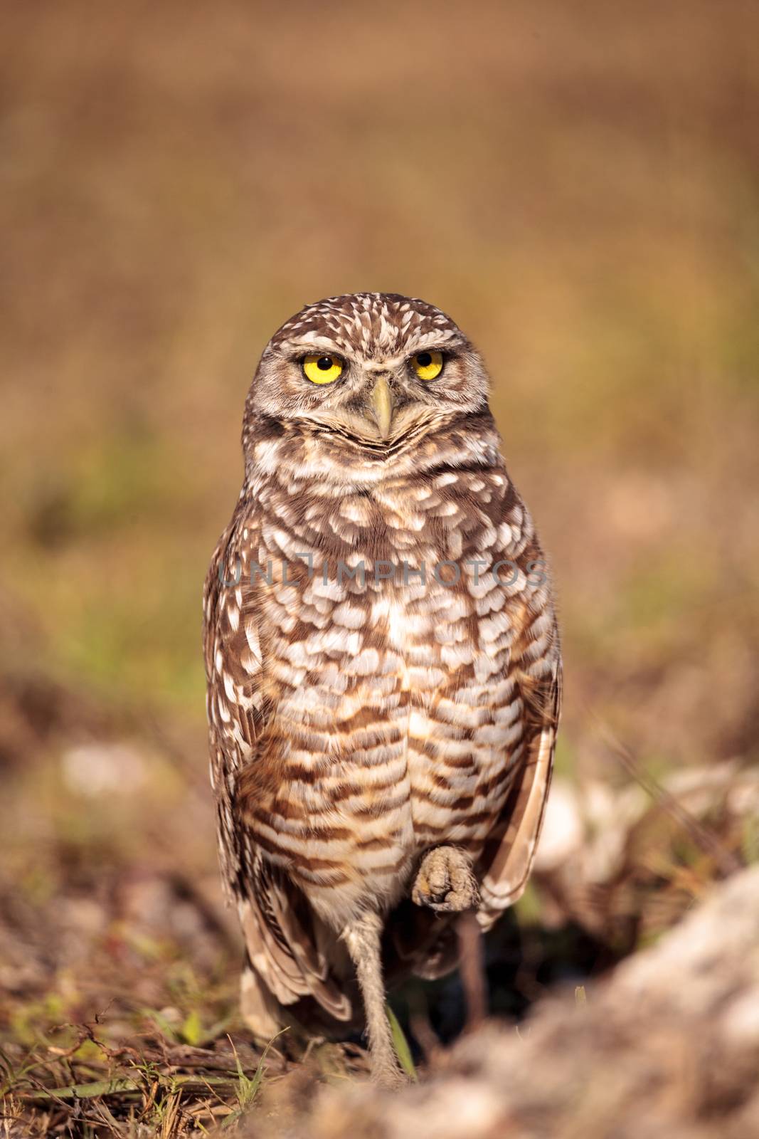 Burrowing owl Athene cunicularia perched outside its burrow on Marco Island, Florida