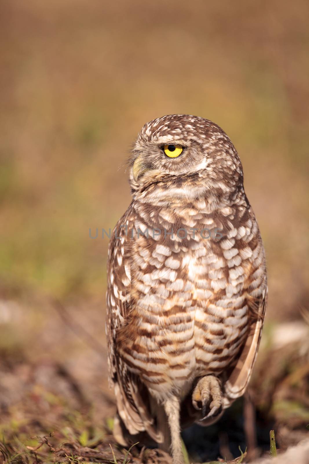 Burrowing owl Athene cunicularia perched outside its burrow on Marco Island, Florida