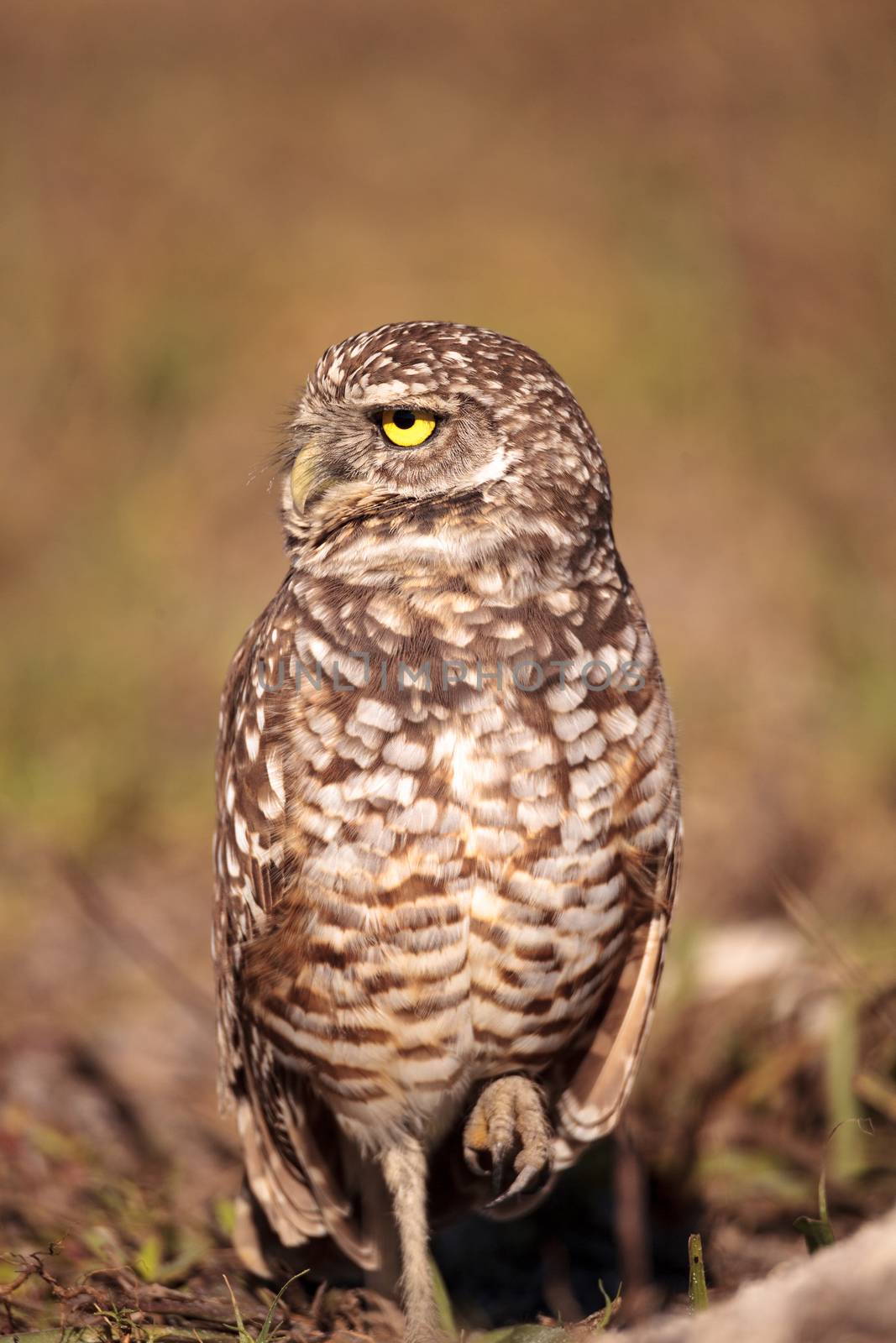 Burrowing owl Athene cunicularia perched outside its burrow on Marco Island, Florida