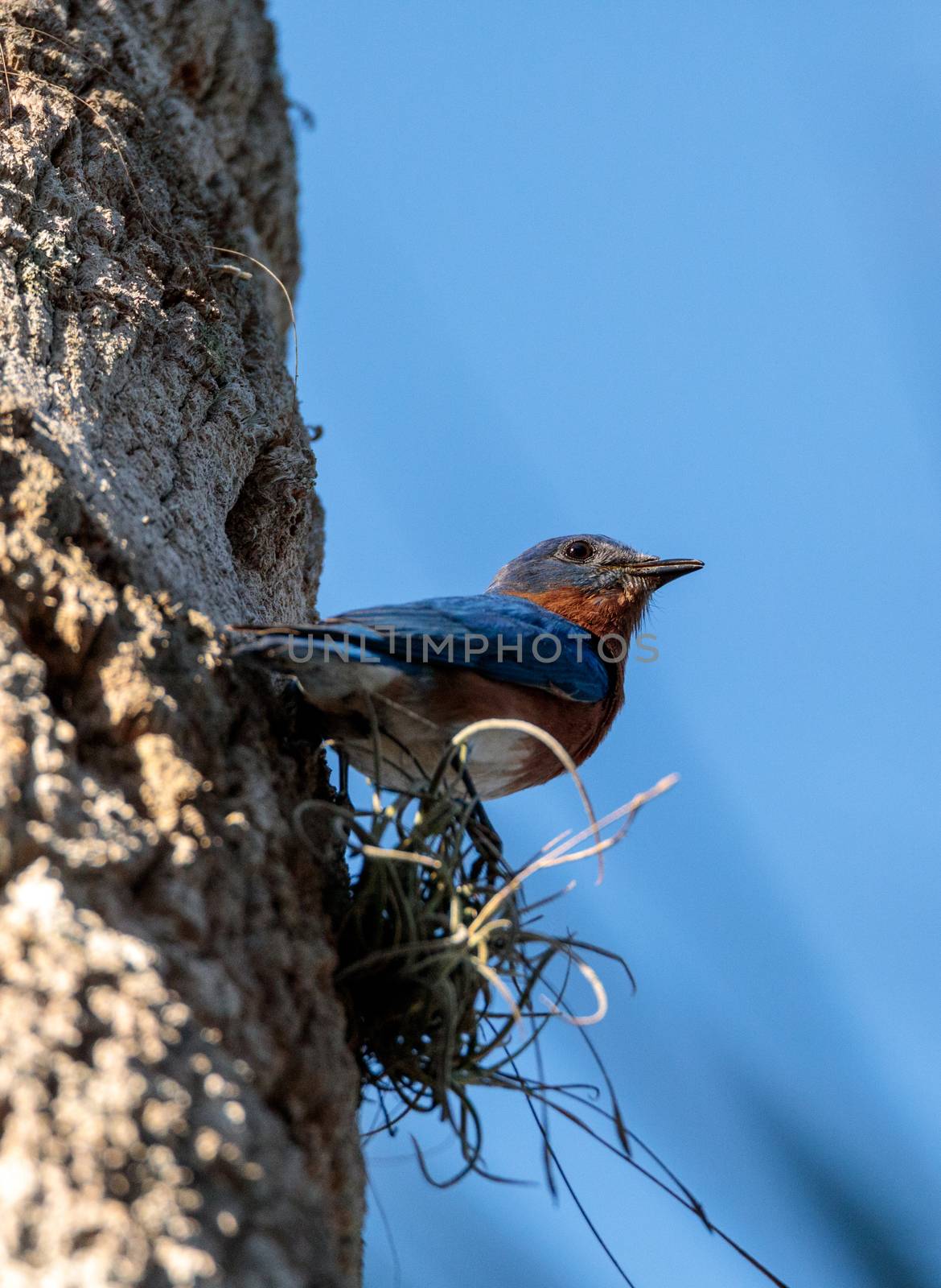 Eastern bluebird Sialia sialis perches on a pine tree in Naples, Florida
