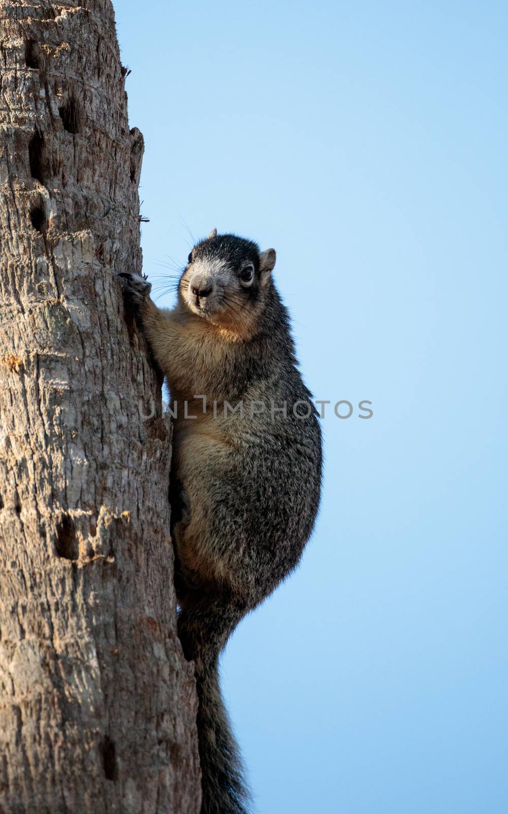 Eastern Fox squirrel Sciurus niger raids a birdfeeder in Naples, Florida