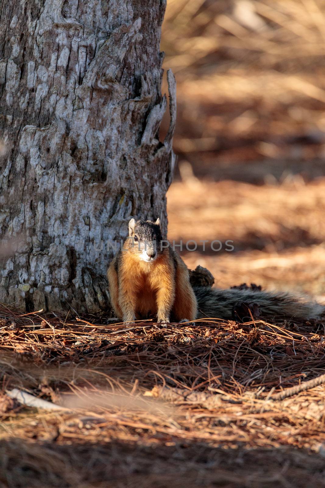 Eastern Fox squirrel Sciurus niger raids a birdfeeder in Naples, Florida