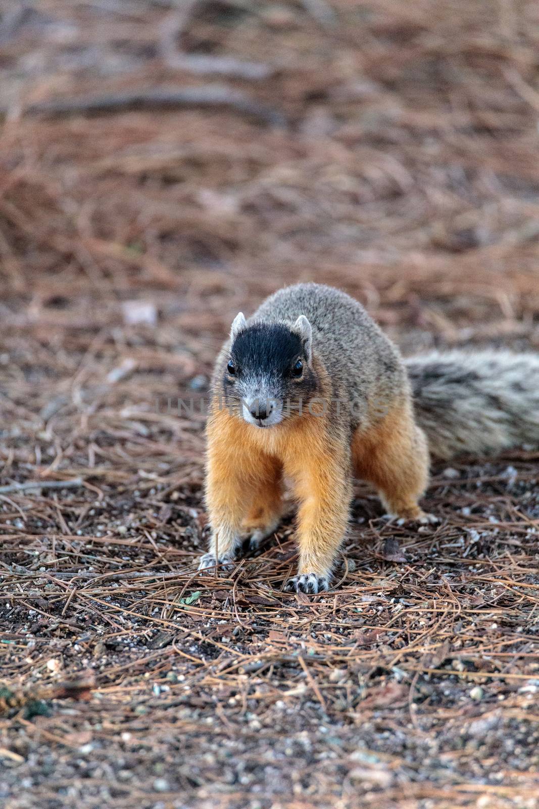 Eastern Fox squirrel Sciurus niger raids a birdfeeder in Naples, Florida