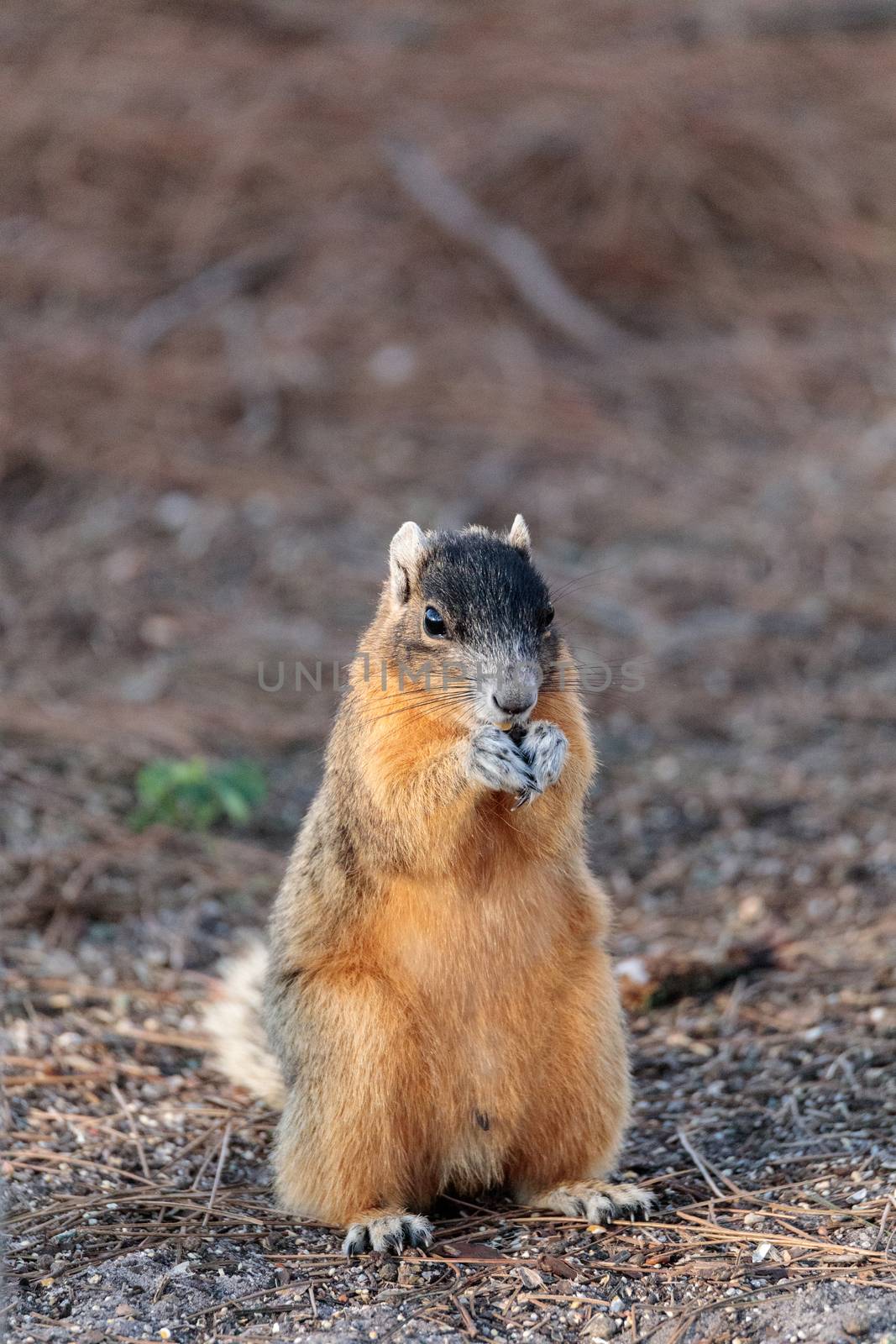 Eastern Fox squirrel Sciurus niger raids a birdfeeder in Naples, Florida