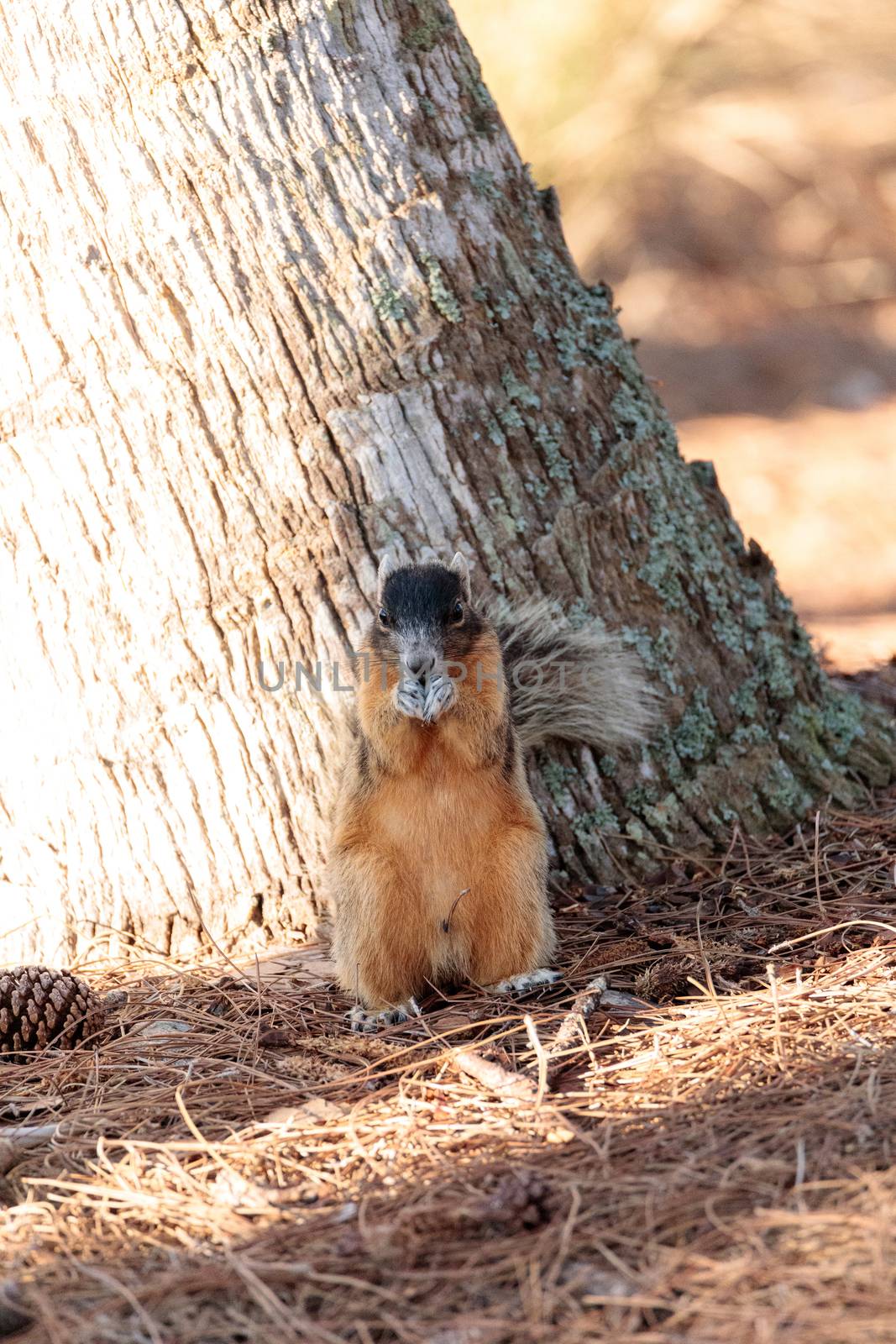 Eastern Fox squirrel Sciurus niger raids a birdfeeder in Naples, Florida