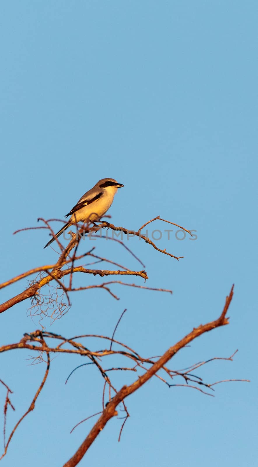 Loggerhead shrike bird Lanius ludovicianus perches on the ground in Fort Myers, Florida