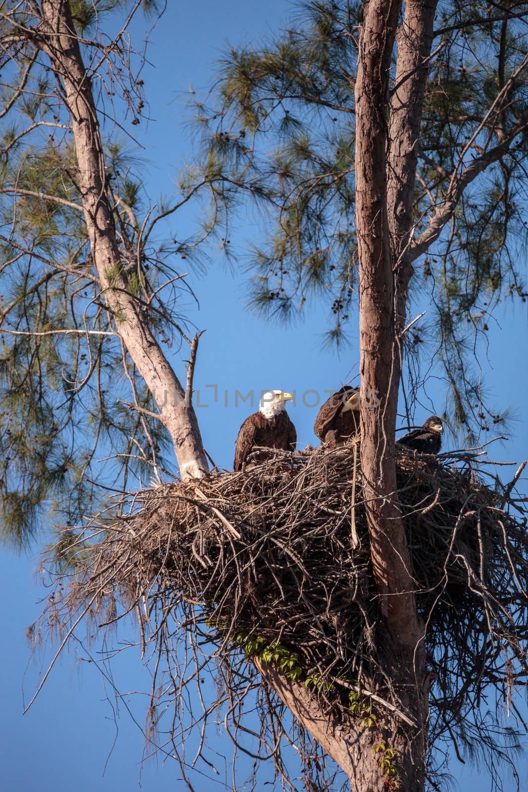 Family of two bald eagle Haliaeetus leucocephalus parents with t by steffstarr