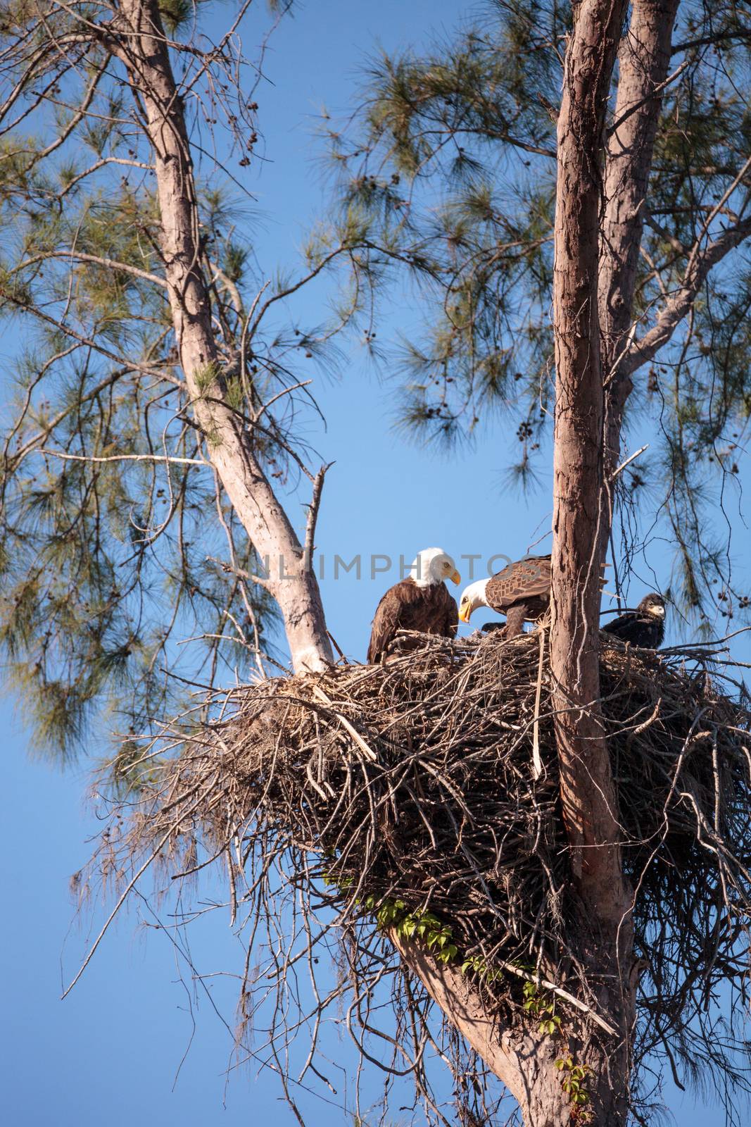 Family of two bald eagle Haliaeetus leucocephalus parents with their nest of chicks on Marco Island, Florida in the winter.