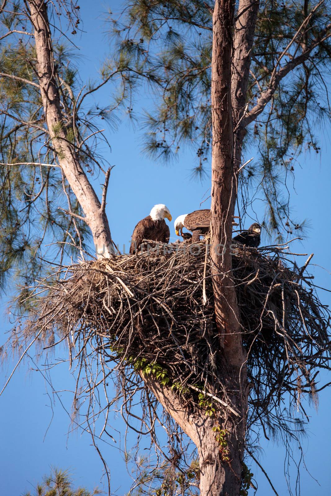 Family of two bald eagle Haliaeetus leucocephalus parents with t by steffstarr