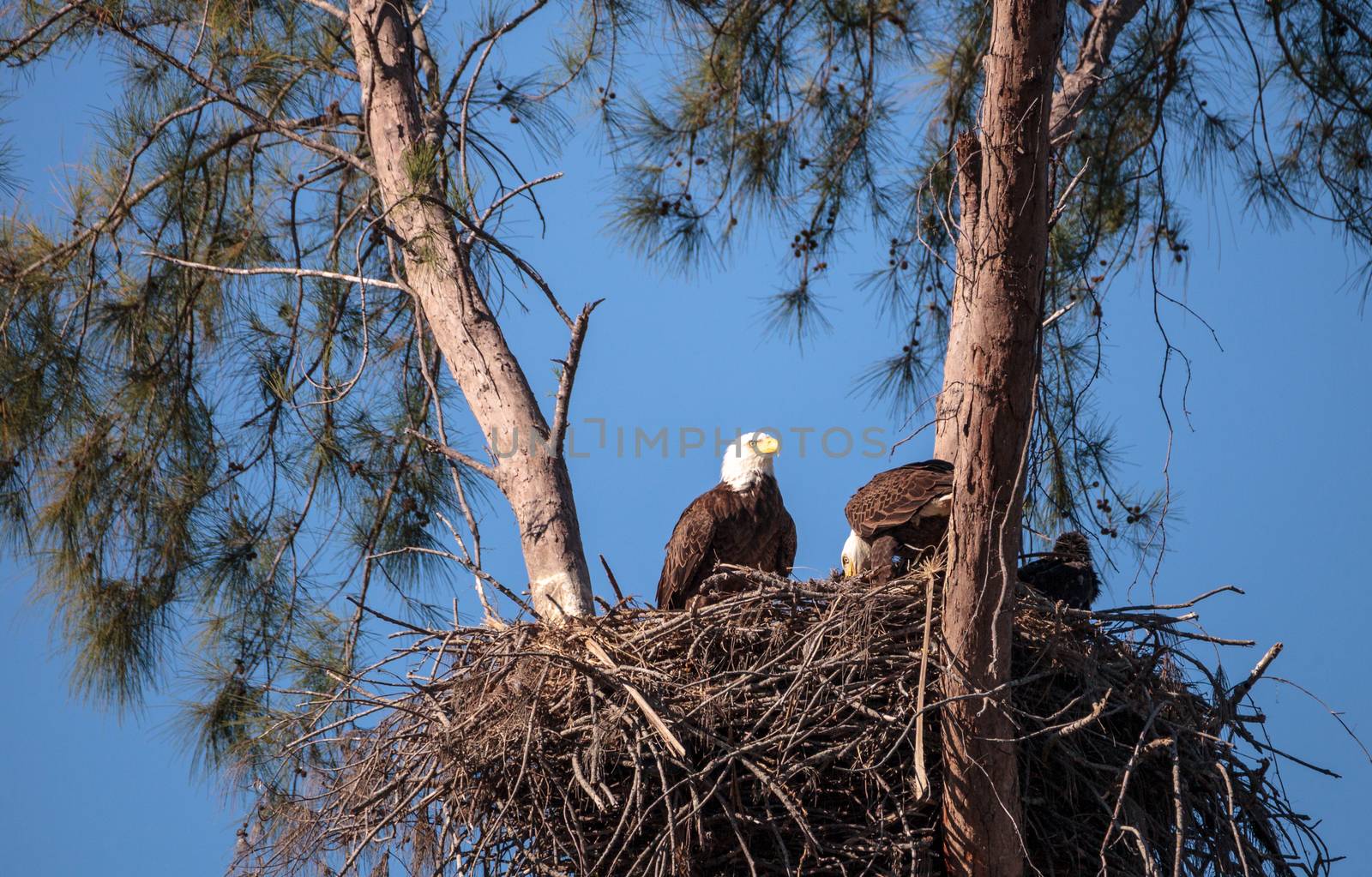 Family of two bald eagle Haliaeetus leucocephalus parents with t by steffstarr